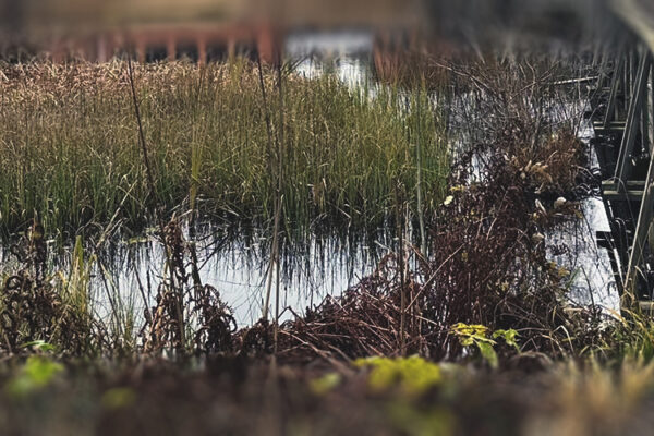 Alsterån i Fröseke med en smal träbro som löper över vassen och vattnet. Höstfärger i vegetation och träd omger ån.