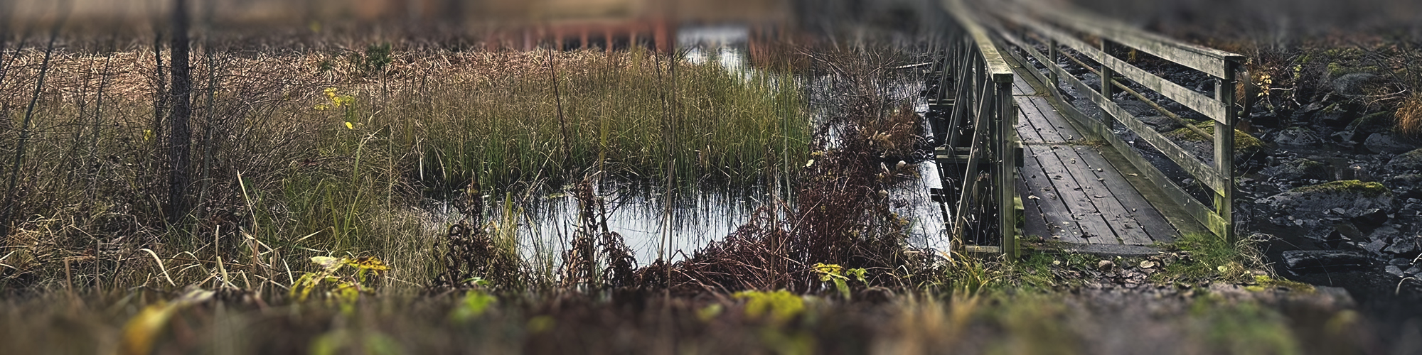 Alsterån i Fröseke med en smal träbro som löper över vassen och vattnet. Höstfärger i vegetation och träd omger ån.