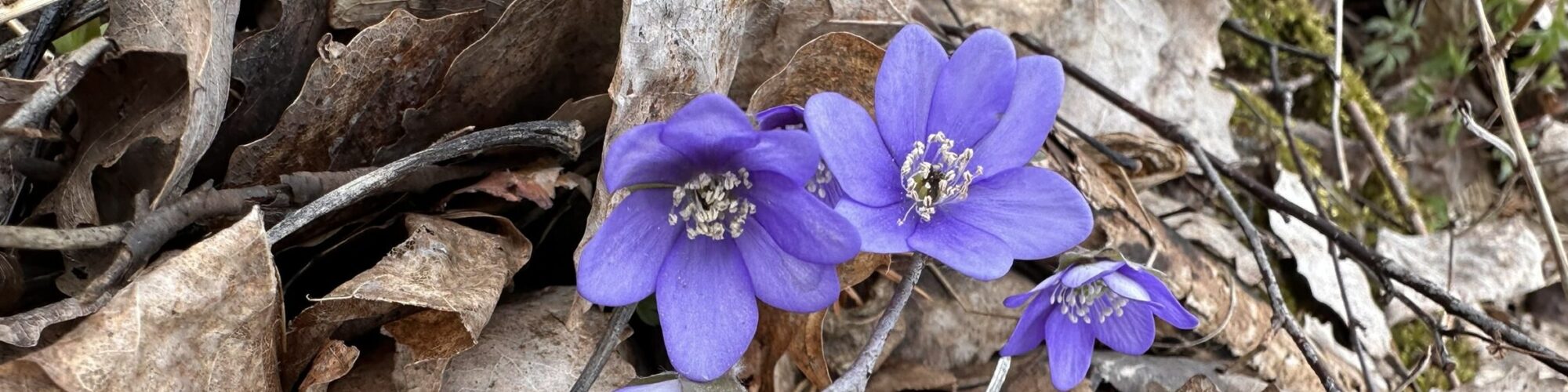 Blåsippor som växer bland torra löv och kvistar på marken tidigt på våren.