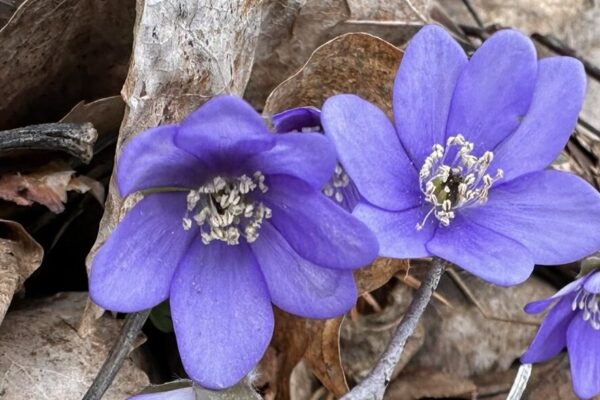Blåsippor som växer bland torra löv och kvistar på marken tidigt på våren.