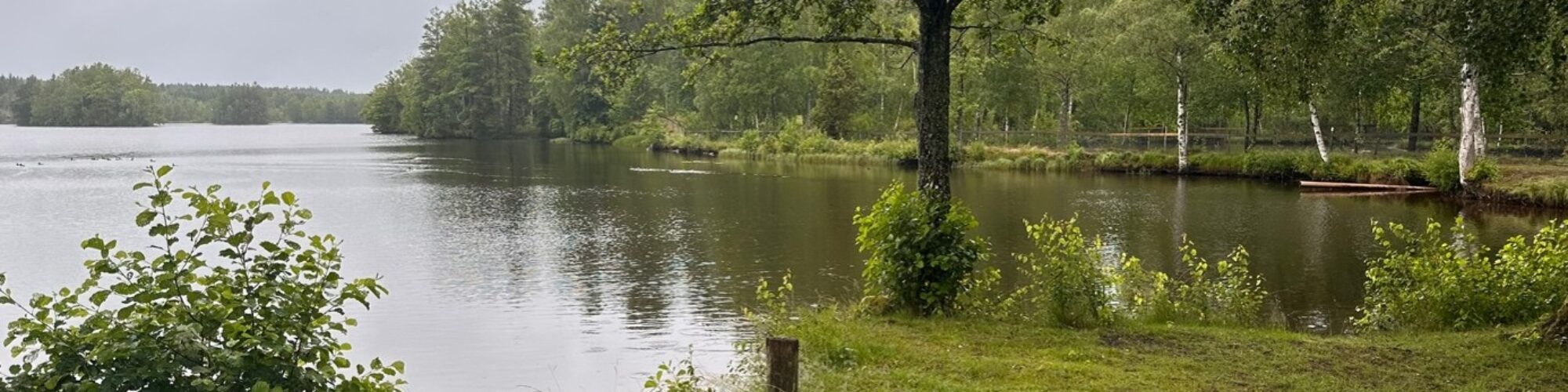 Sjö omgiven av grönskande träd och gräsyta vid strandkanten i Kronobergs län.
